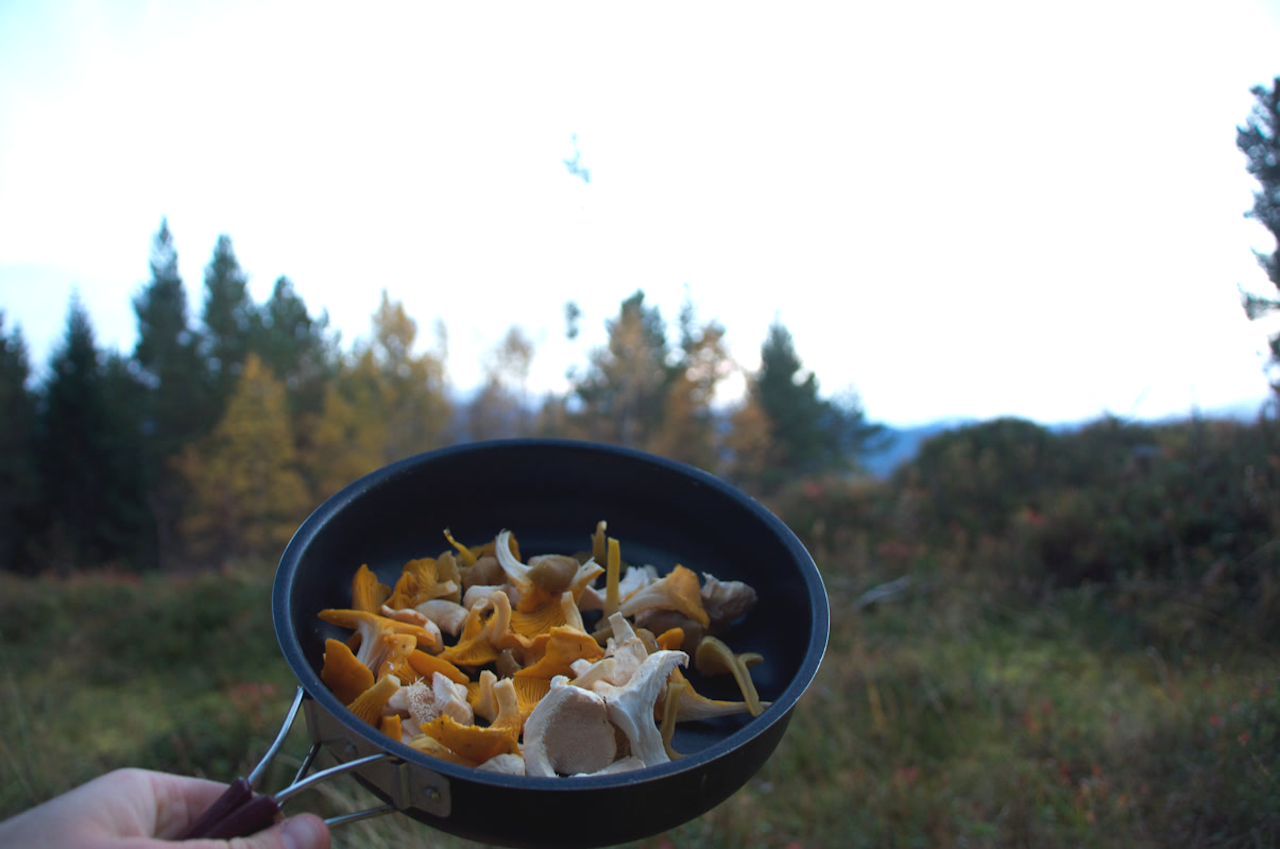 GULL I PANNA: La soppen få spele hovedrollen neste gong du lagar pannekaker. Super turmat. Foto: Sigrid Henjum sopp stekepanne turmat