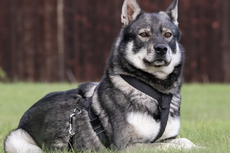 Enkel og god: Rendalsselen: er en enkel, men god sele. Enkel og god: Rendalsselen: er en enkel, men god sele.