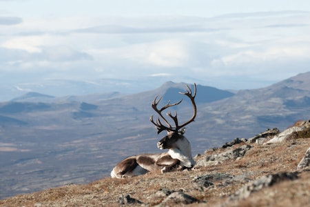 Foto: Nils-Olav Talgøy