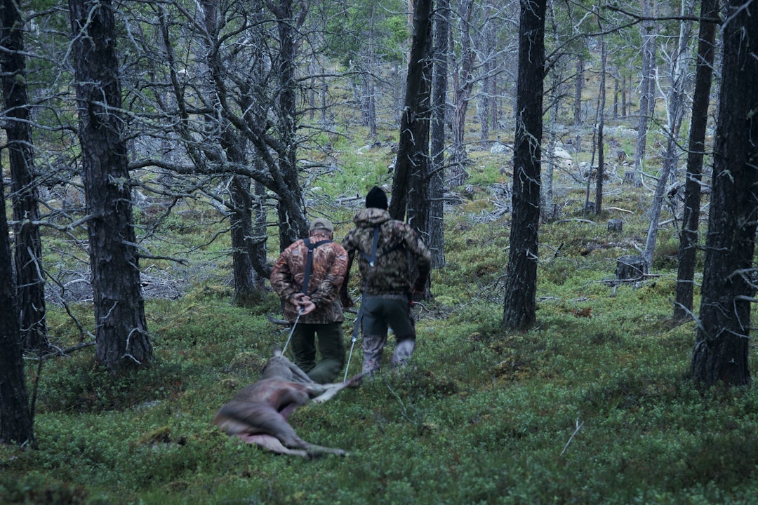 Transport: Fart nedover lia med hjorten, Svend Bentdal og Jørgen Dalum drar hjort.