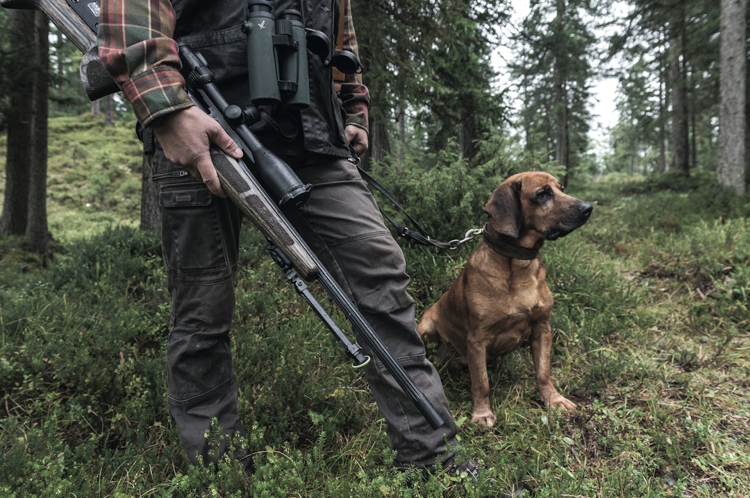 En rolig venn: En jakthund skal tåle lyden av skudd, ellers går det utover både hundens velvære og jakta.