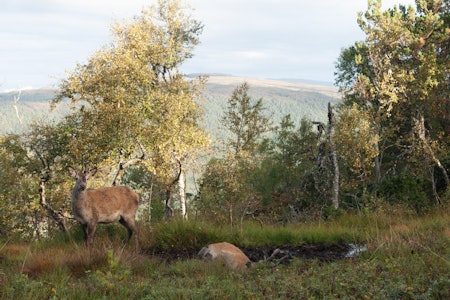 Ikke nok å grave og sparke i gjørma: Hjorten legger seg like godt nedi. Ikke nok å grave og sparke i gjørma: Hjorten legger seg like godt nedi.