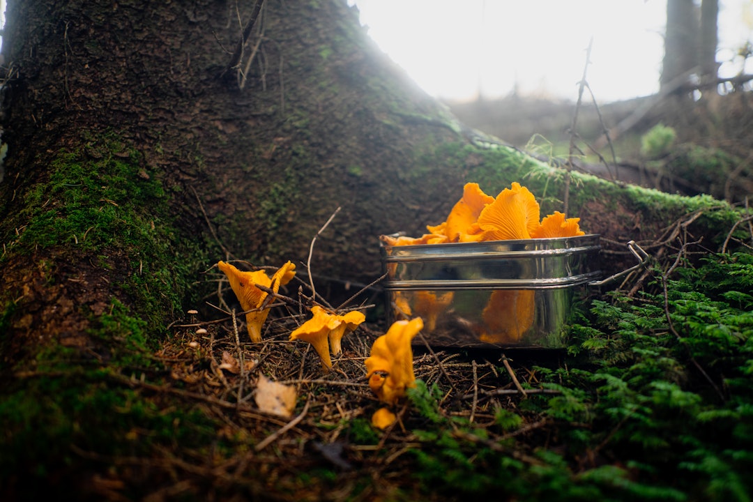 HØSTENS GULL: Kantareller vokser ikke på trær, men ofte like ved. Foto: Sigurd Grimsby kantareller skog