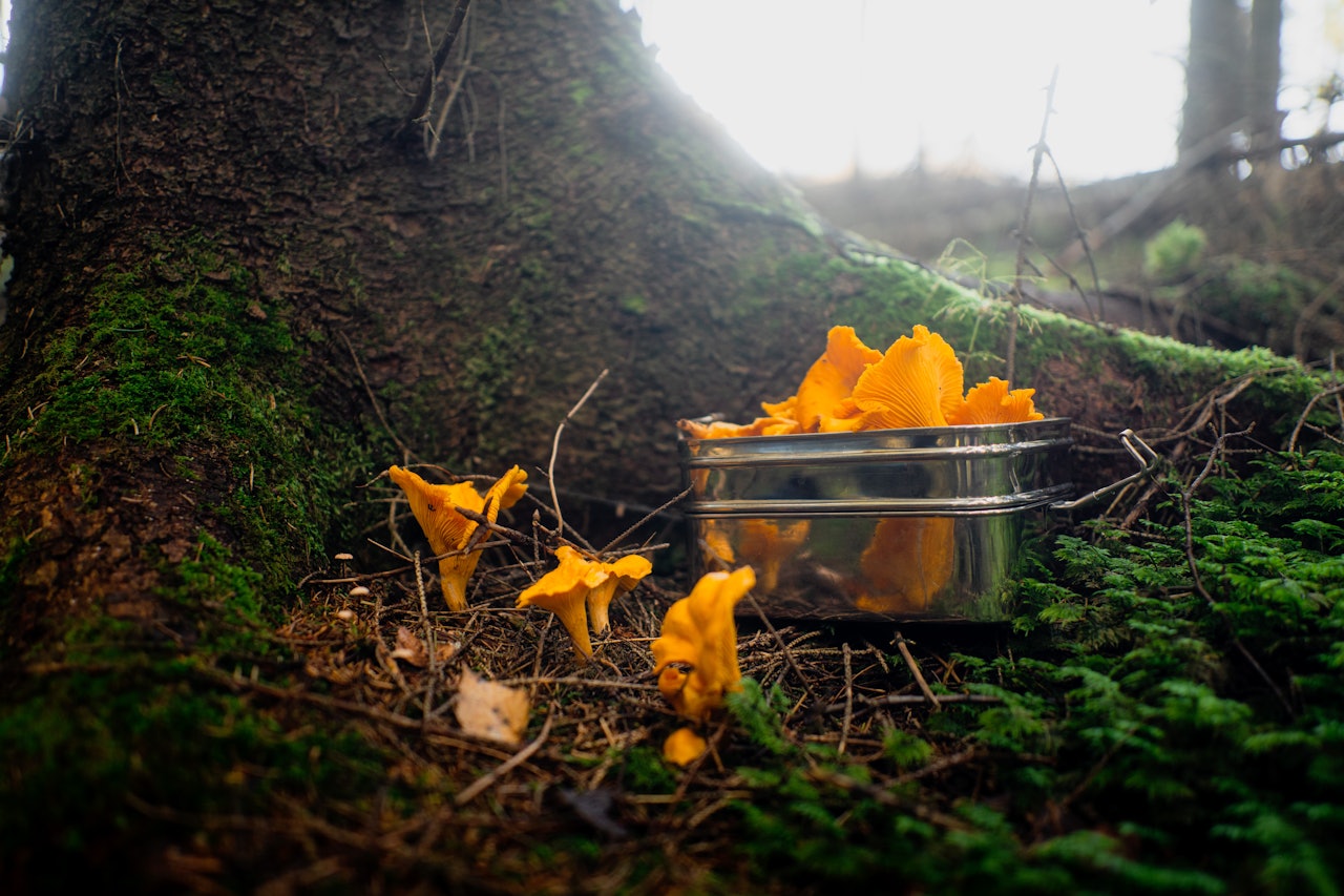 SKOGENS GULL: Kantareller er alltid et høydepunkt. Foto: Sigurd Ekeli Grimsby kantareller skog