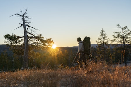 SOLOPPGANG: Aasmund og jeg på tur opp gjennom en glissen furu- og granskog, hvor vi støkte vi en enslig lirypestegg, som søkte skjul under i fjellskogen. SOLOPPGANG: Aasmund og jeg på tur opp gjennom en glissen furu- og granskog, hvor vi støkte vi en enslig lirypestegg, som søkte skjul under i fjellskogen.