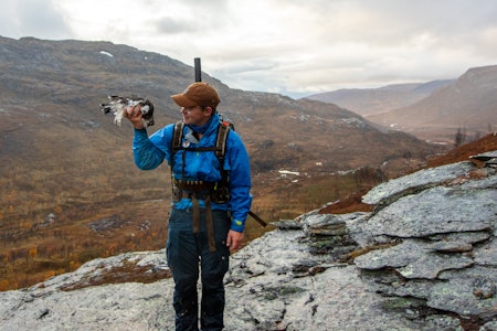 STEINUR: Hvilket terreng du jakter i denne høsten kan bestemme mulighetene for å bruke blyhagl. Ill. foto: Sebastian Roxman STEINUR: Hvilket terreng du jakter i denne høsten kan bestemme mulighetene for å bruke blyhagl. Ill. foto: Sebastian Roxman
