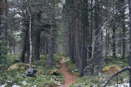 STISYKLING UTEN SNØ: Finner du for eksempel litt tett skog er sjansen stor for at det er litt mindre snø og mer sykkelbart. Foto: Kristoffer H. Kippernes barfrost sykling forhold