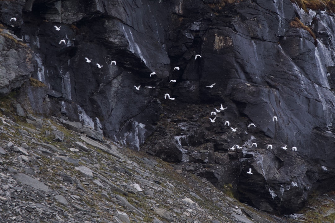 Ryper i villfjell. På raske vingeslag forsvinner flokken langs fjellveggen.