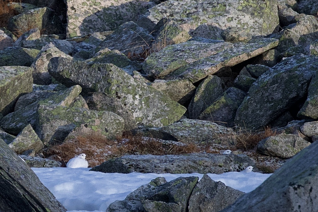 Trykker ved snøflekken: Noen skogryper har funnet kamuflasje i kanten av en liten snøflekk. Men plutselig var de på vingene Trykker ved snøflekken: Noen skogryper har funnet kamuflasje i kanten av en liten snøflekk. Men plutselig var de på vingene