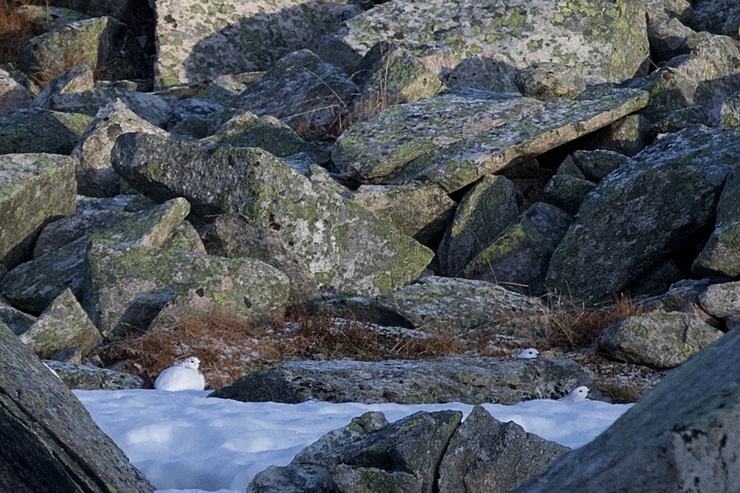 Trykker ved snøflekken: Noen skogryper har funnet kamuflasje i kanten av en liten snøflekk. Men plutselig var de på vingene