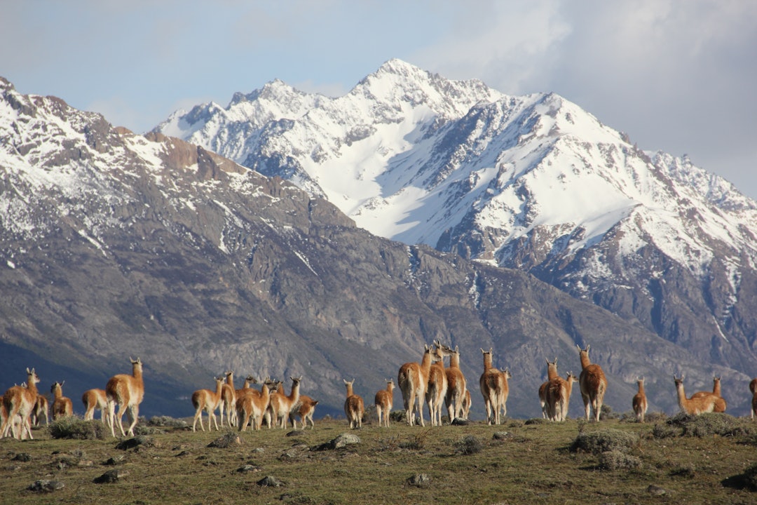 VILLLAMA: Store flokker av guanaco (villlama), finnes over store deler av argentinsk Patagonia.