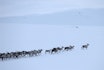VILLREIN PÅ VINTERBEITE: Et eldre bilde av villrein (Rangifer tarandus) på Hardangervidda. Værsimla med høy rang går først for å styre flokken fra farer. Foto: Ove Bergersen/Samfoto villrein hardangervidda
