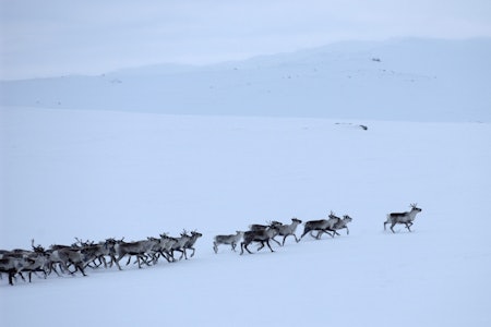 VILLREIN PÅ VINTERBEITE: Et eldre bilde av villrein (Rangifer tarandus) på Hardangervidda. Værsimla med høy rang går først for å styre flokken fra farer. Foto: Ove Bergersen/Samfoto villrein hardangervidda