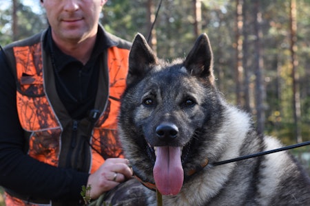 NORGESMESTER: Han har deltatt i to NM, vunnet ett og kommet på pallen i det andre. Ero av Gausbu er løshunden alle drømmer om å jakte med. Foto: Atle Rønning Ero av Gausbu elghund grå min jakthund