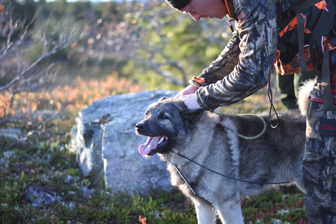 ELGFINNER: Når Olav Willy slipper Ero finner han nesten alltid elg. Men denne gangen ville elgen ikke stå i uttaket. Foto: Atle Rønning