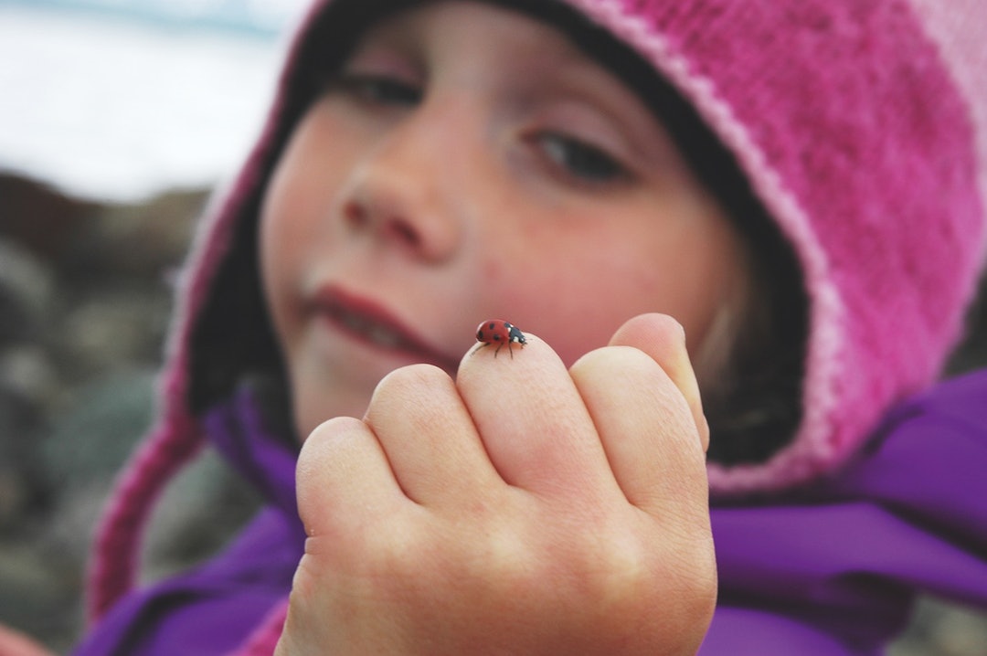 MARIA FLY FLY: Maja hilser på en marihøne på Øyvassdammen. marihøne på finger barn