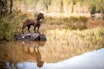 JAKTCOCKER: Kvikk og sjarmerende jaktkompis. Foto: Therese N. Andersen jakt cocker raseportrett jeger