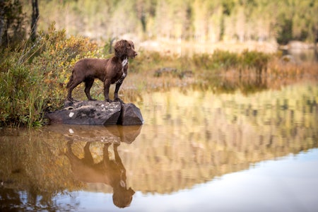 JAKTCOCKER: Kvikk og sjarmerende jaktkompis. Foto: Therese N. Andersen jakt cocker raseportrett jeger