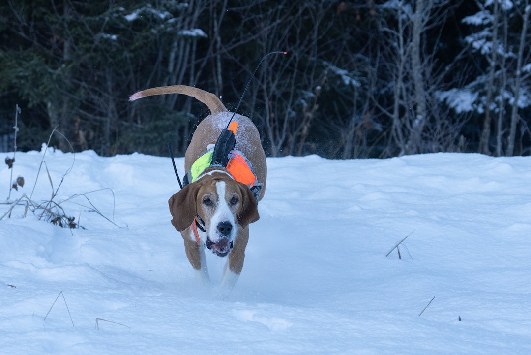 FULL LOS: Det var full los hos mange støvere i Snåsas dype skoger første dag av NM-Støver. Her er Ove Arnfinn Hammeren sin Hygenhund, Kviknella`s Hjalmar, som etter en unghare i Finsåsmarka. De endte forøvrig på en fin åttendeplass med 184 konkurransepoeng. FULL LOS: Det var full los hos mange støvere i Snåsas dype skoger første dag av NM-Støver. Her er Ove Arnfinn Hammeren sin Hygenhund, Kviknella`s Hjalmar, som etter en unghare i Finsåsmarka. De endte forøvrig på en fin åttendeplass med 184 konkurransepoeng.