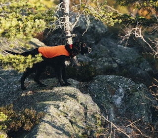 SKOG: Gordonsetterne og de andre stående fuglehundene skal gjøre opp hvem som er den beste hunden i skogen. Arkivfoto: Kristoffer Kippernes SKOG: Gordonsetterne og de andre stående fuglehundene skal gjøre opp hvem som er den beste hunden i skogen. Arkivfoto: Kristoffer Kippernes