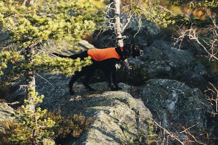 SKOG: Gordonsetterne og de andre stående fuglehundene skal gjøre opp hvem som er den beste hunden i skogen. Arkivfoto: Kristoffer Kippernes SKOG: Gordonsetterne og de andre stående fuglehundene skal gjøre opp hvem som er den beste hunden i skogen. Arkivfoto: Kristoffer Kippernes