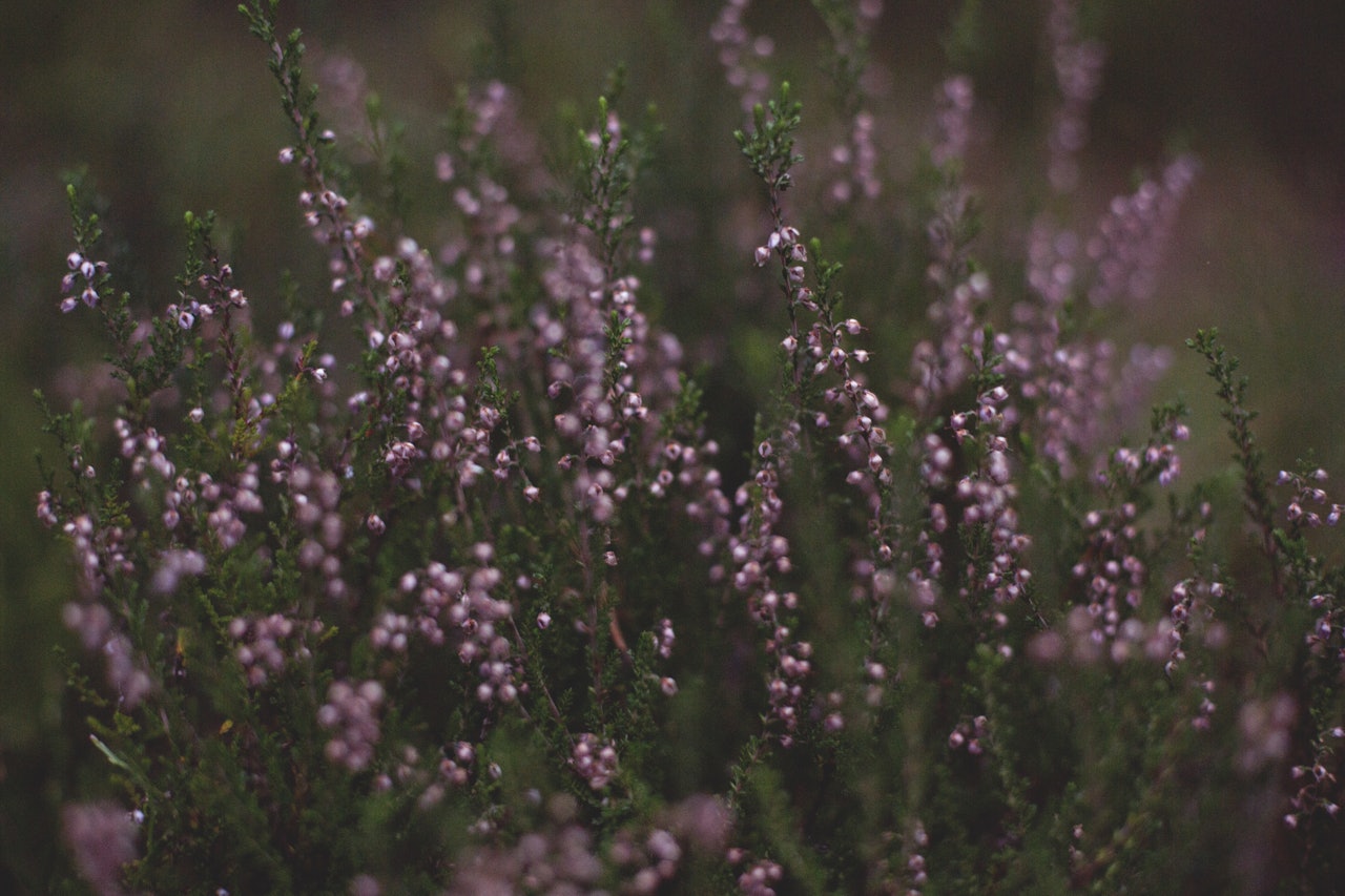 RØSSLYNG: Ein vanleg lyng-art i hele Noreg med unntak av Finnmark der den er meir sporadisk. Foto: Sigrid Henjum røsslyng