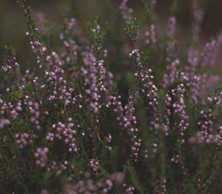RØSSLYNG: Ein vanleg lyng-art i hele Noreg med unntak av Finnmark der den er meir sporadisk. Foto: Sigrid Henjum røsslyng
