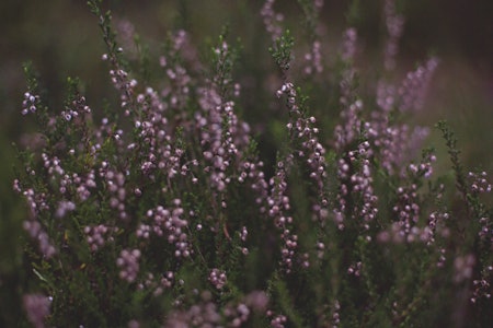 RØSSLYNG: Ein vanleg lyng-art i hele Noreg med unntak av Finnmark der den er meir sporadisk. Foto: Sigrid Henjum røsslyng