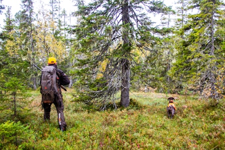 Samspill: Fredrik og Tundra er et dreamteam. Om det så er reinsjakt eller skogsfugljakt. Samspill: Fredrik og Tundra er et dreamteam. Om det så er reinsjakt eller skogsfugljakt.
