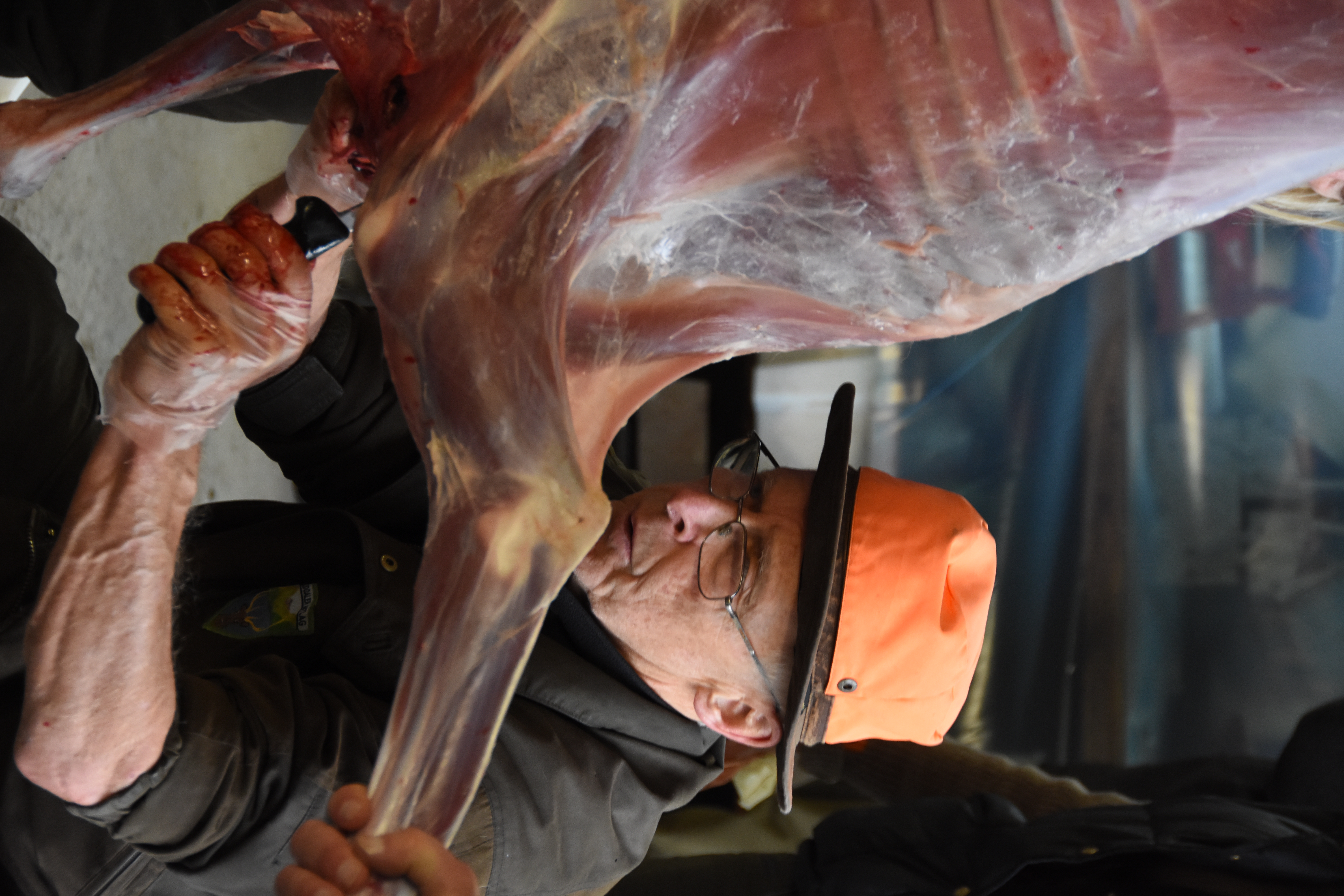 SKRAPDYR: Jarle Fosser er tidligere jaktleder og en av de erfarne på jaktlaget. Her er han i gang med flåingen av elgkalven som bare veide litt over 21,5 kilo.