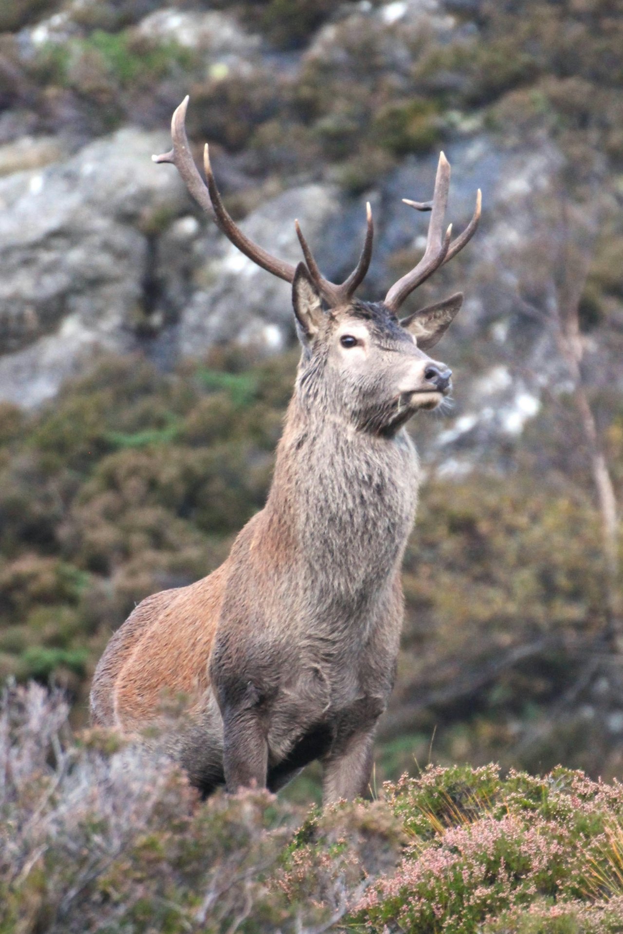 I høstlig terreng har hjorten funnet sin plass hvor den ser ut til å ha god oversikt. I høstlig terreng har hjorten funnet sin plass hvor den ser ut til å ha god oversikt.