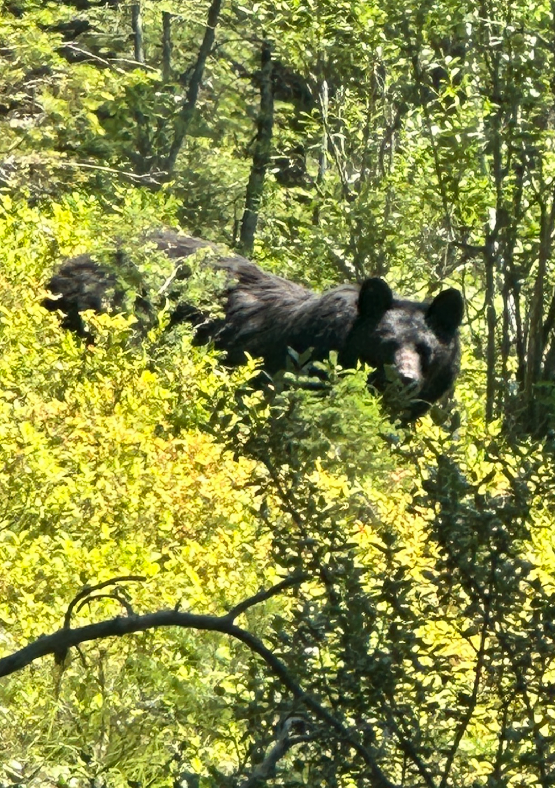 TETT PÅ: Svartbjørn i Idaho. Foto: Privat svartbjørn idaho