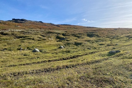 HJULSPOR: I høyfjellet kan motorferdsel sette spor i naturen i lang tid. Lovens klare hovedregel er at det ikke er lov å kjøre med motorkjøretøy utenfor vei i utmarka. (Foto: Håvard H. Holdø) HJULSPOR: I høyfjellet kan motorferdsel sette spor i naturen i lang tid. Lovens klare hovedregel er at det ikke er lov å kjøre med motorkjøretøy utenfor vei i utmarka. (Foto: Håvard H. Holdø)