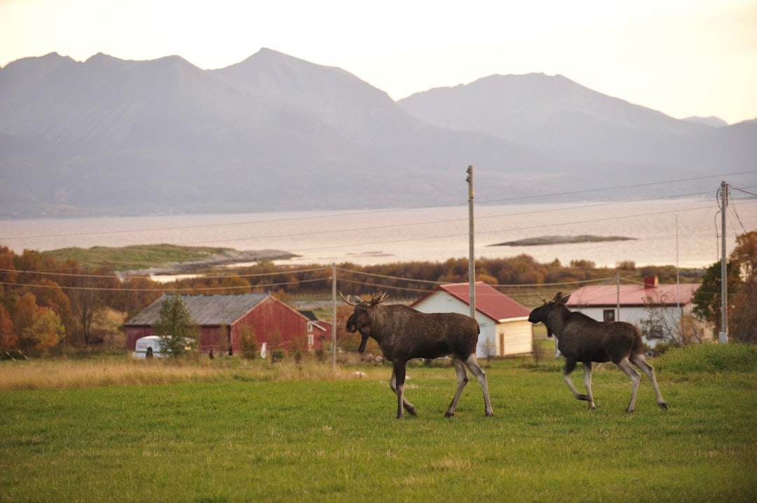 KAMP OM KYRNE: Kun en tredjedel av oksene på Vega opplever å bli far (ill. foto)