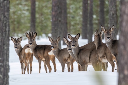 Foto: Steinar Myhr / Samfoto