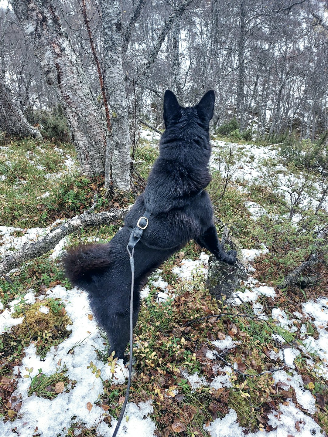 Tero har markert elgku med kalv og har kontroll på dyrene.