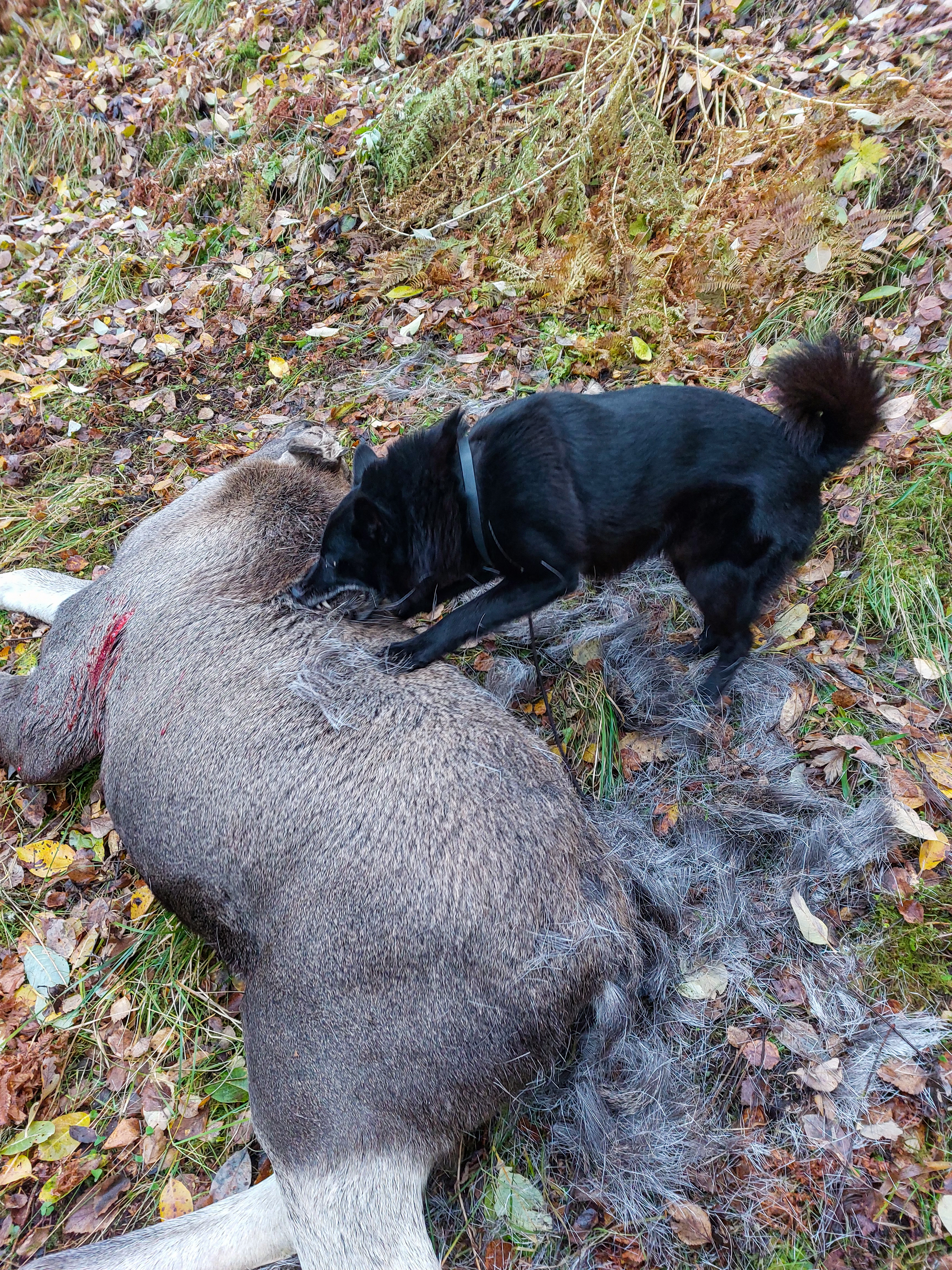 BELØNNING: Etter to og en halv times intens jakt og kalvefall.
