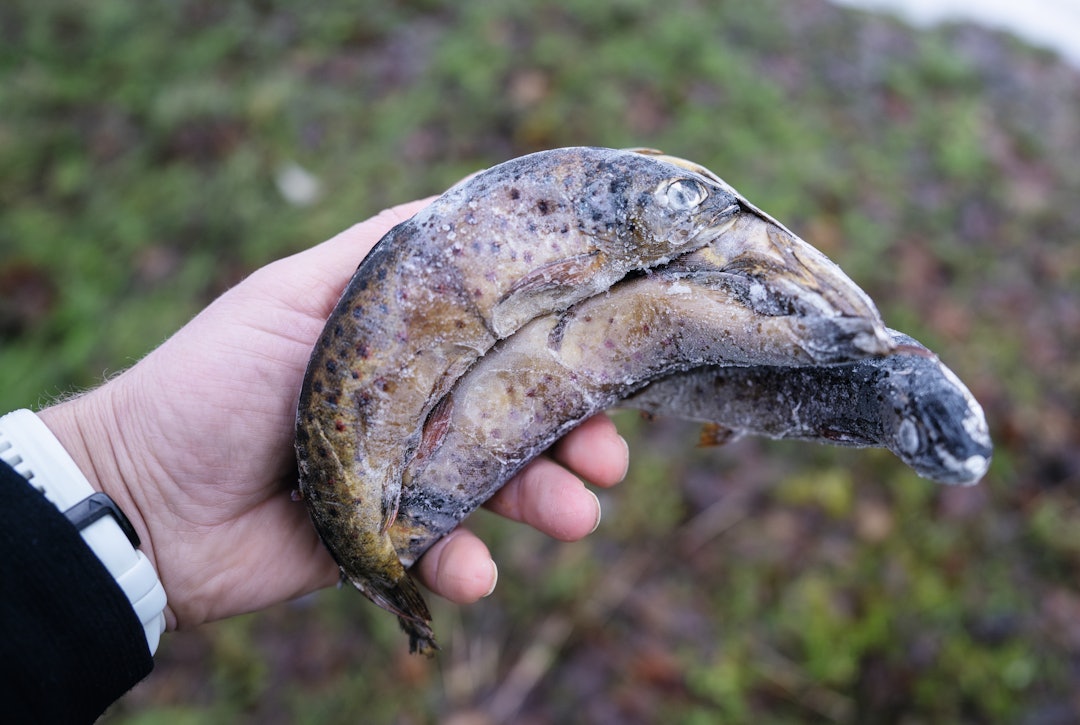ELSKER FISK: Fangstmannen fra Snåsa sverger til småørret som åte, og har suksess med det opp gjennom årene. ELSKER FISK: Fangstmannen fra Snåsa sverger til småørret som åte, og har suksess med det opp gjennom årene.