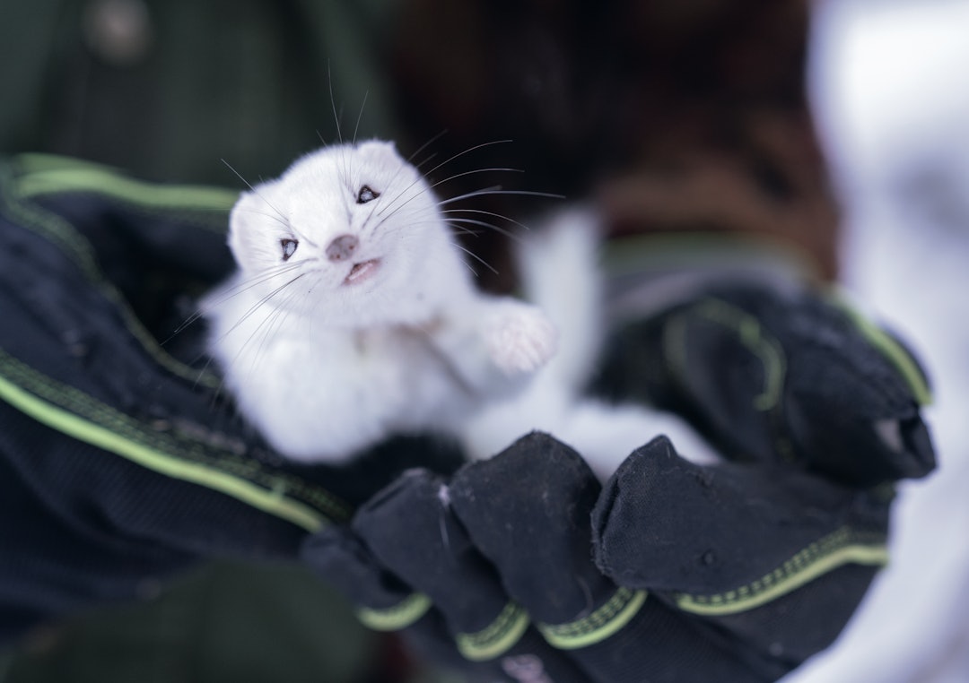 RØYSKATT: Sesongens første røyskatt hadde gått i den andre fella vi sjekket. Røyskatt er et lite rovpattedyr i mårfamilien, som ofte forveksles med snømus. Den spiser først og fremst smågnagere, men spiser også egg. RØYSKATT: Sesongens første røyskatt hadde gått i den andre fella vi sjekket. Røyskatt er et lite rovpattedyr i mårfamilien, som ofte forveksles med snømus. Den spiser først og fremst smågnagere, men spiser også egg.