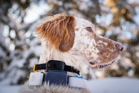 Fire sporingsbrikker der du kan følge hunden på din mobil er testet med varierende grad av suksess.