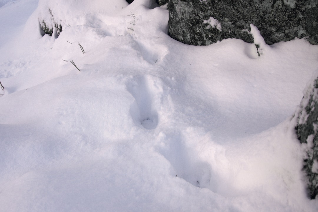 Gaupespor i snøen