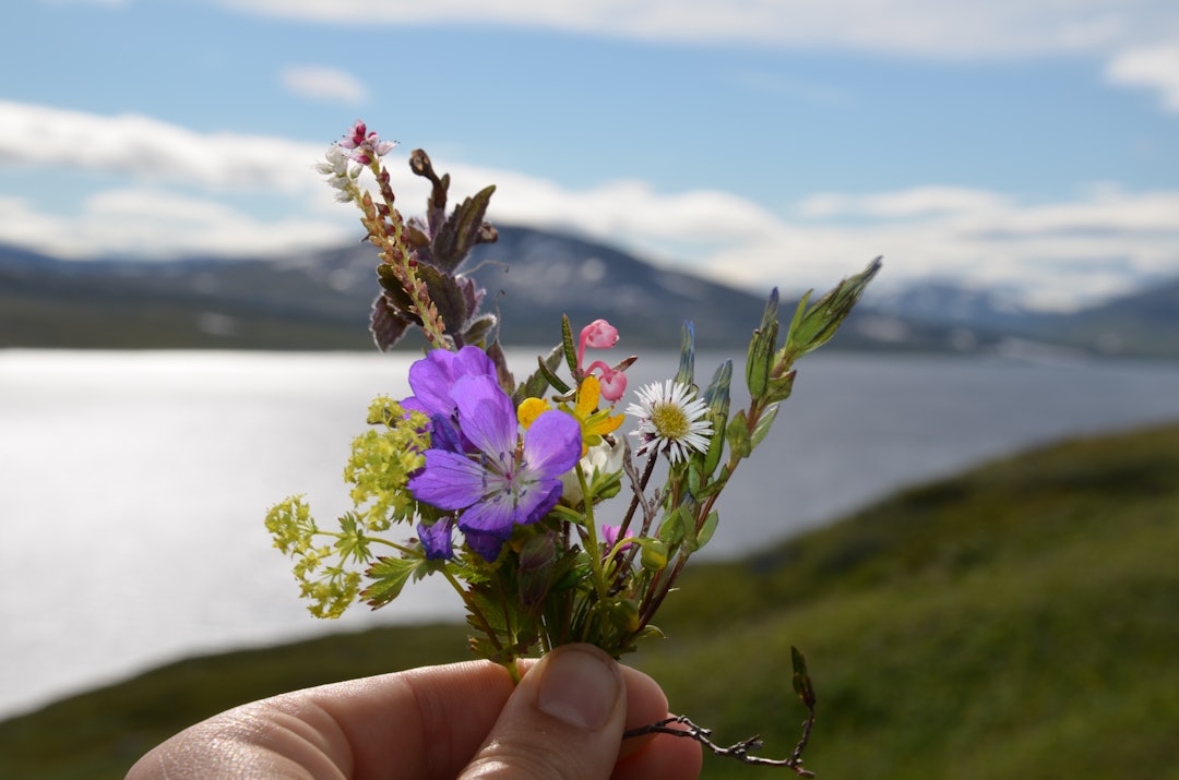 BLOMSTRING: Saltfjellet er fullt av farger, og selv om det er vanskelig å lære navnet på dem alle, kan du nyte synet hele veien over fjellet. Foto: Ida Eri Sørbye  BLOMSTRING: Saltfjellet er fullt av farger, og selv om det er vanskelig å lære navnet på dem alle, kan du nyte synet hele veien over fjellet. Foto: Ida Eri Sørbye