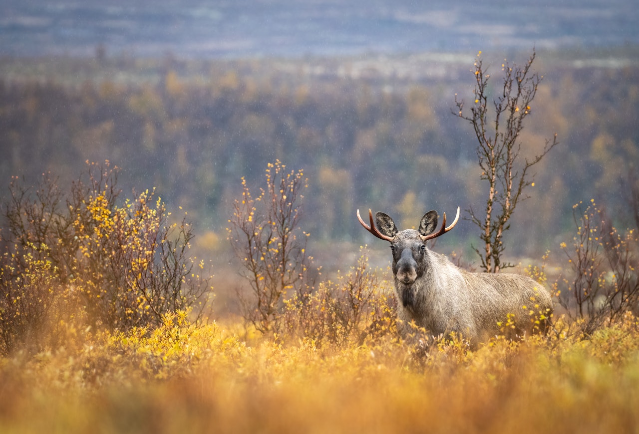 FØRSTE RUNDE: Finner du din favoritt blant bidragene? Send også inn ditt beste jaktbilde. Foto: Jo Stenersen JEGERs fotokonkurranse 2024