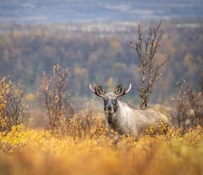 FØRSTE RUNDE: Finner du din favoritt blant bidragene? Send også inn ditt beste jaktbilde. Foto: Jo Stenersen JEGERs fotokonkurranse 2024