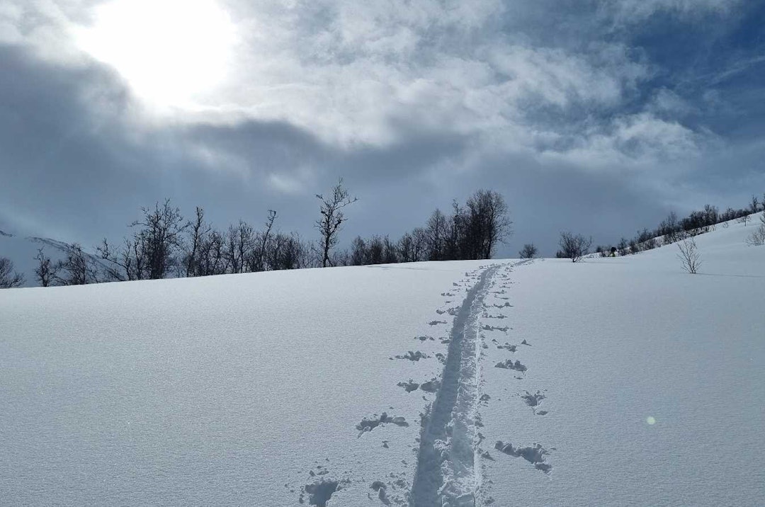 NYSNØ: Fra varslingsregionen Indre Fjordane 23. mars. Foto: brit-siv@obskorps skispor