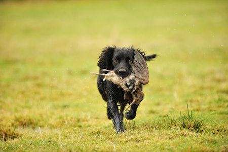 Jaktcockeren brukes til jakt på rype, skogsfugl, hare og rugde, samt som apporterende hund på due, and og gås.