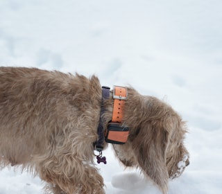 Tracker Bark har mye funksjonalitet i en relativt liten sender. Sammenlignet med flere av de dyrere sporingsenhetene er denne liten og til liten sjenanse for hunden.