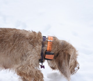 LITE PLAGSOM: Tracker Bark har mye funksjonalitet i en relativt liten sender. Sammenlignet med flere av de dyrere sporingsenhetene er denne liten og til liten sjenanse for hunden. Tracker Bark har mye funksjonalitet i en relativt liten sender. Sammenlignet med flere av de dyrere sporingsenhetene er denne liten og til liten sjenanse for hunden.