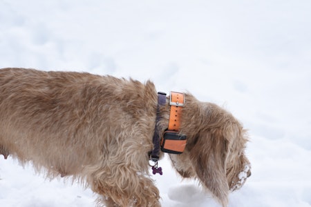 LITE PLAGSOM: Tracker Bark har mye funksjonalitet i en relativt liten sender. Sammenlignet med flere av de dyrere sporingsenhetene er denne liten og til liten sjenanse for hunden. Tracker Bark har mye funksjonalitet i en relativt liten sender. Sammenlignet med flere av de dyrere sporingsenhetene er denne liten og til liten sjenanse for hunden.