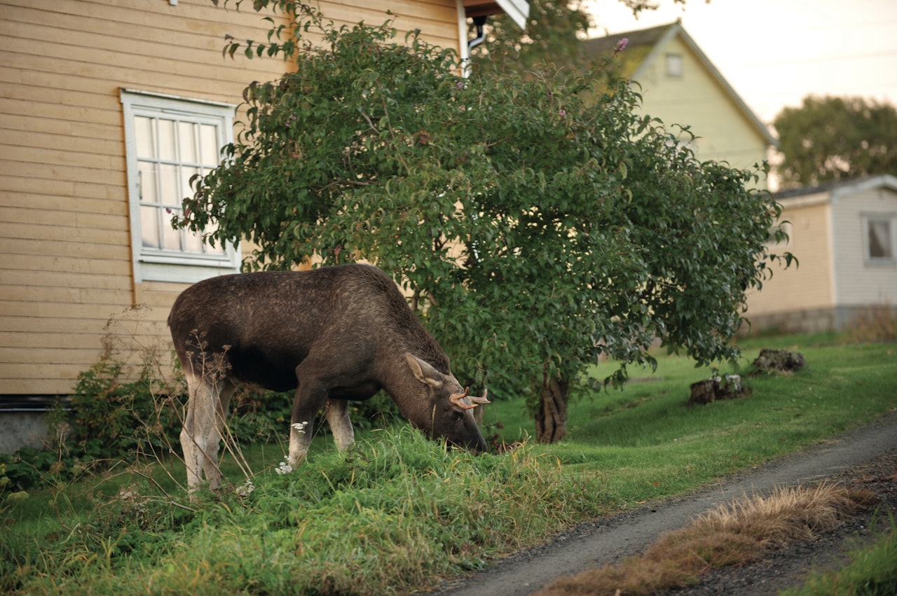 Den store elgbestand i Nord-Norge skaper ulike utfordringer.